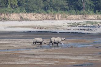 Rhinoceri crossing the river