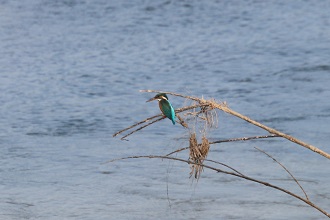 Common Kingfisher