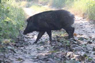 Wild boar