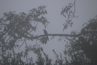 Hornbill