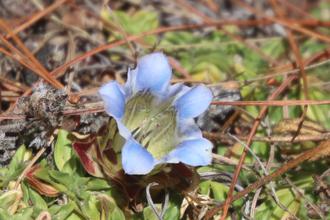Indian Gentian