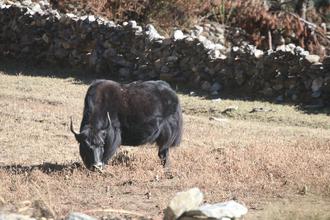 Yak