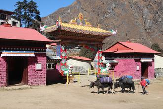 Yaks passing the monastery
