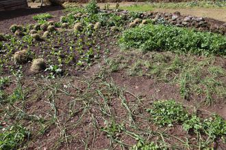 Vegetable patch