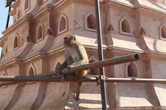 Monkey at monkey temple