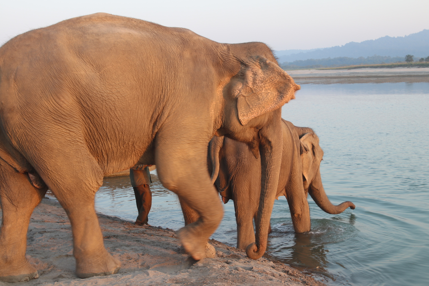 Elephants