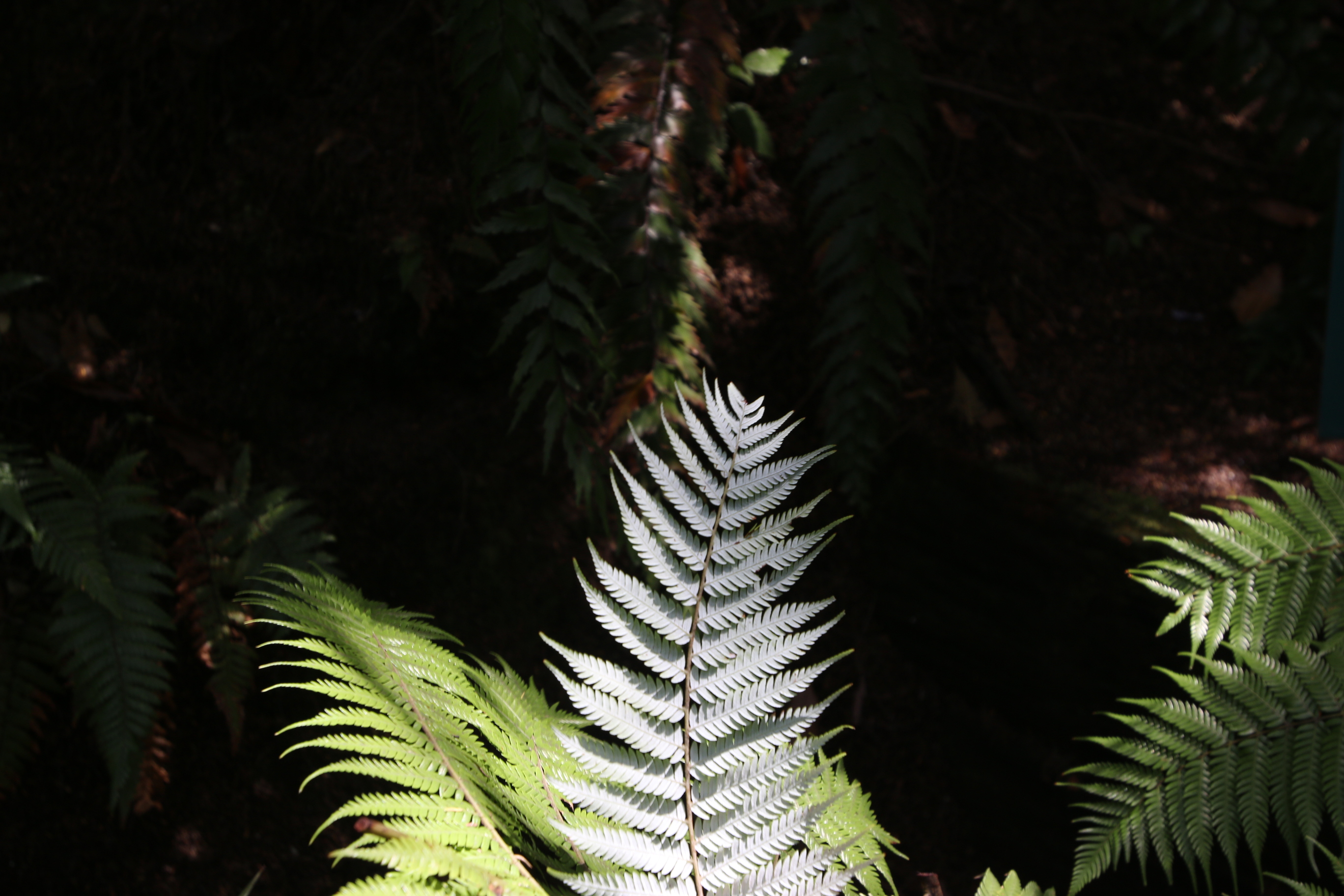 Silver fern