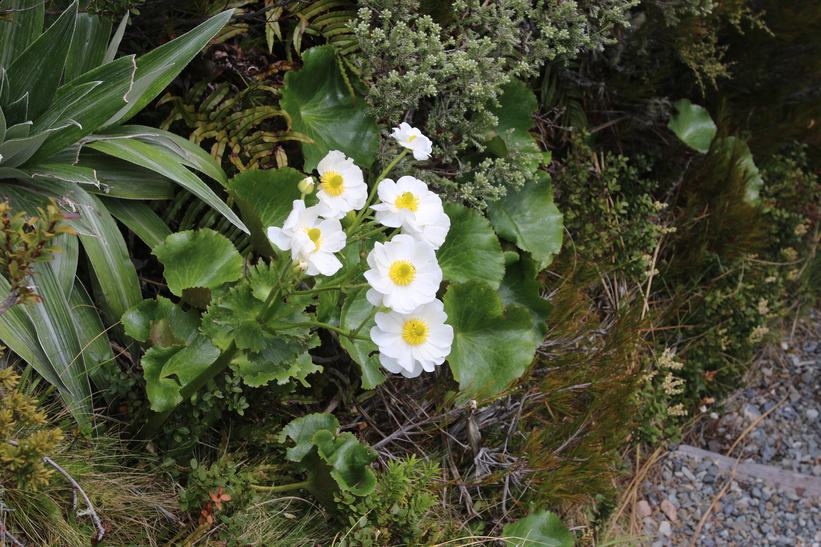 Mount Cook Lily