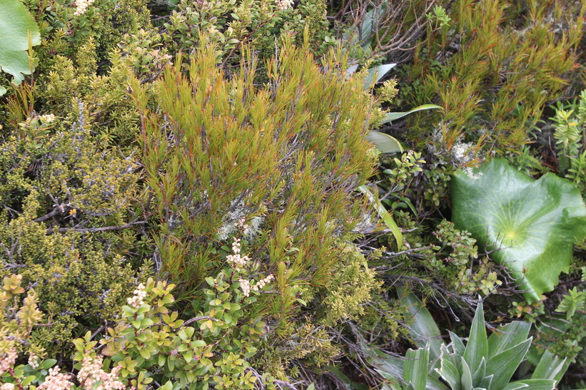 Turpentine Plant