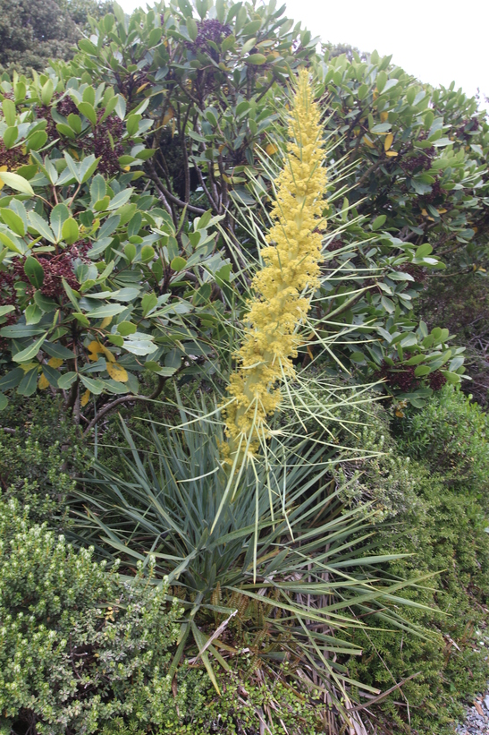 Spaniard Plant