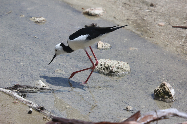 Pied Stilt