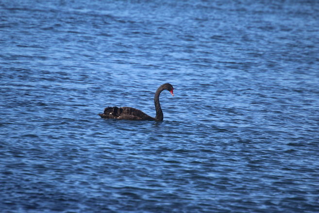 Black Swan on Lake Taupo
