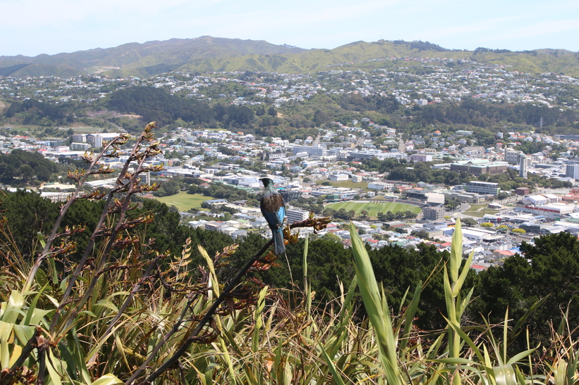 Tui above Wellington