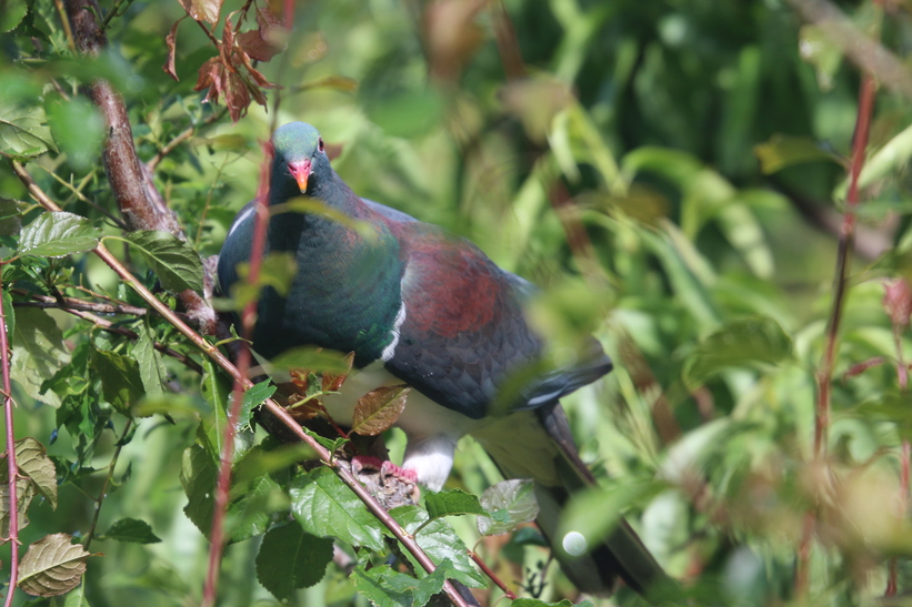 New Zealand Pigeon, Nydia lodge