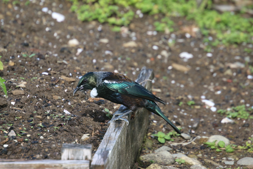 Tui, Nydia Lodge