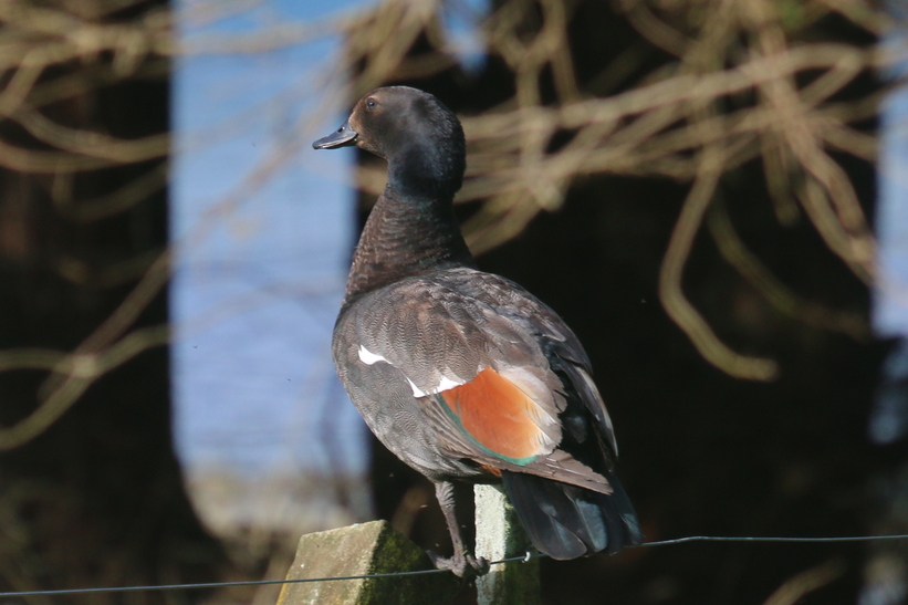 Paradise Shelduck