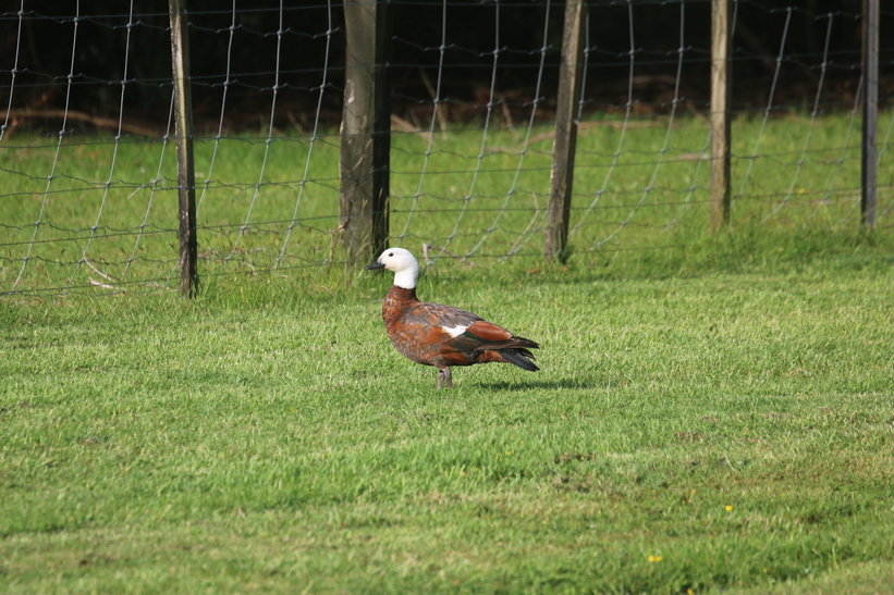Paradise Shelduck