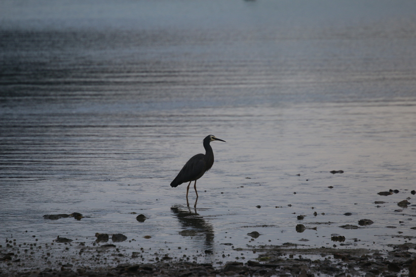 White-faced Heron, Nydia Bay