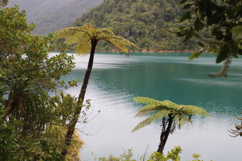 Fern Trees, Nydia Track