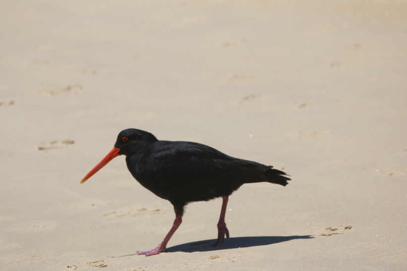 Black Oyster Catcher
