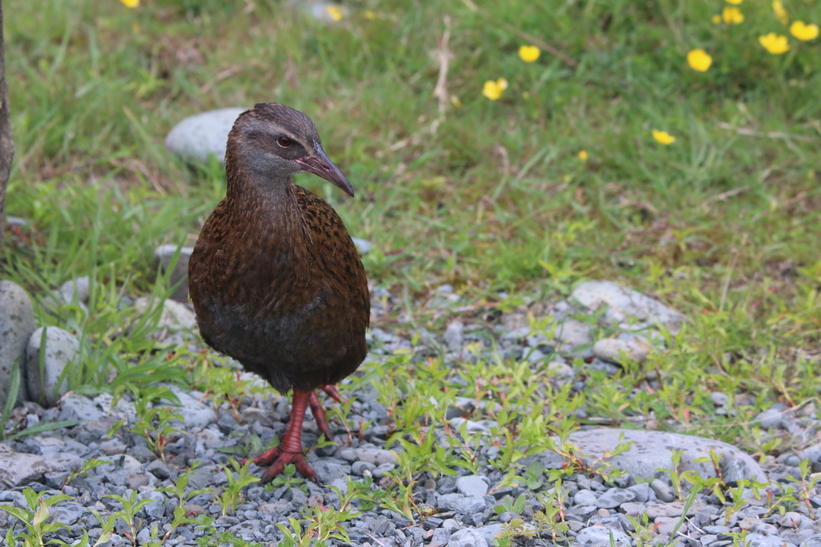 Weka
