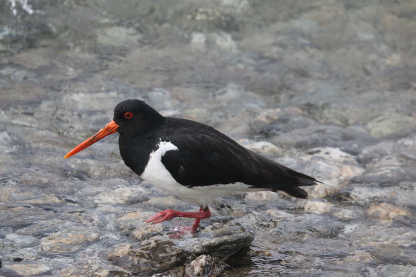 South Island Pied Oyster Catcher