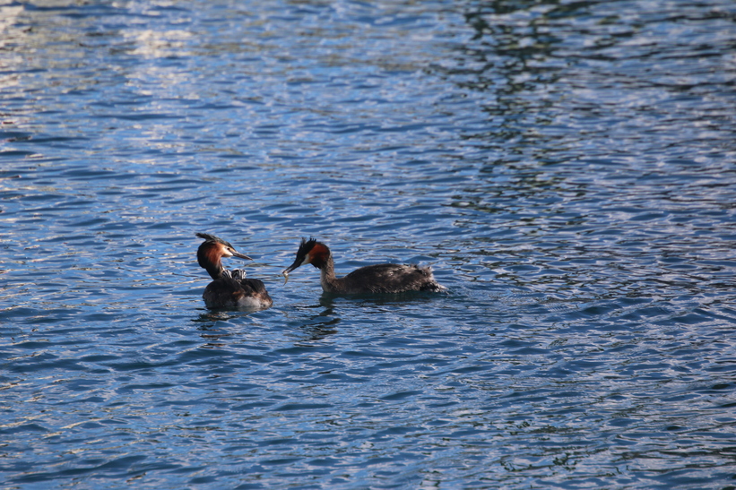 Australasian Crested Grebes