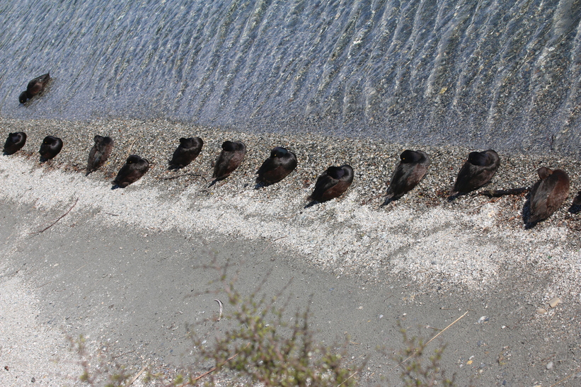 New Zealand Scaups