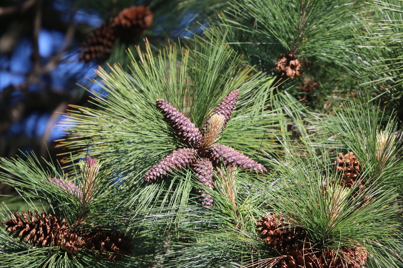 Star of cones