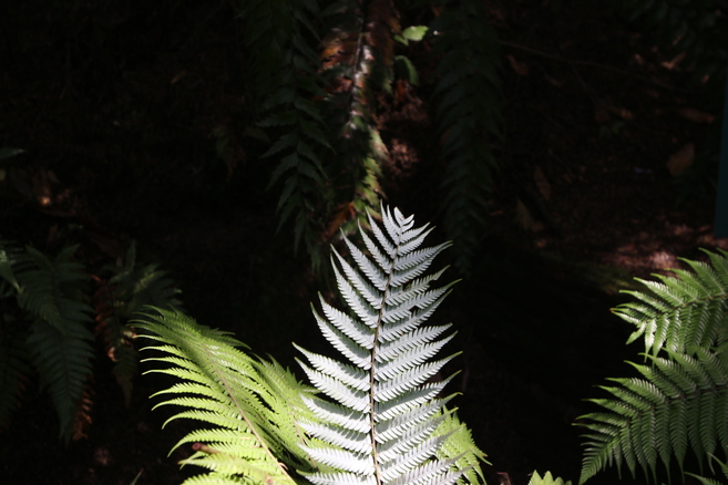 Silver fern
