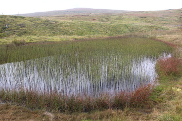 Reed pond, coming down Cross Fell