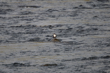 Dipper, Below Cauldron Snout