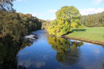Ash Tree on the River Tees