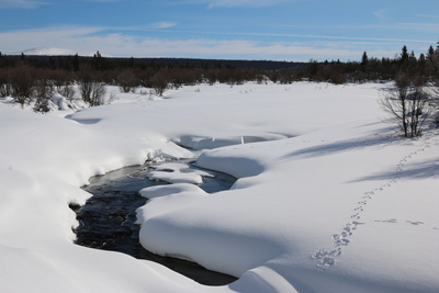 Tracks by a snowy stream
