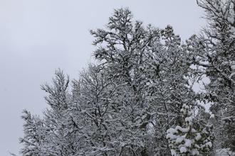 Snowy trees