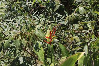 Heliconia