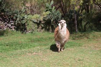 Alpaca