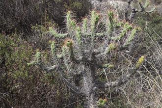Cactus