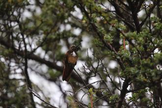 Giant Hummingbird?