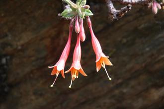 Fuschia