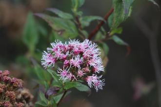 Pink flower