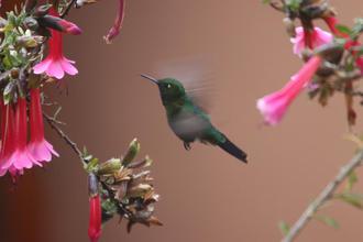 Sparkling Violetear
