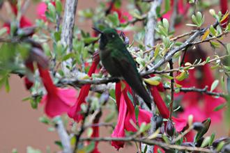 Sparkling Violetear