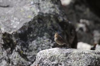 Rufous-collared Sparrow