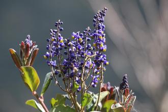 Blue flower