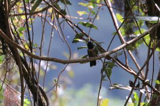 Hummingbird (Collared-inca?)