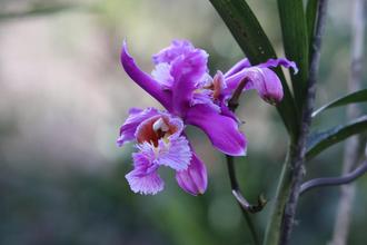 Orchid