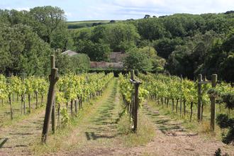 Vineyard