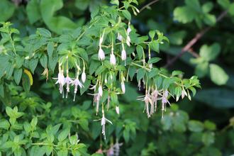 White Fuscia