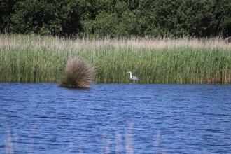 Heron in reed pond